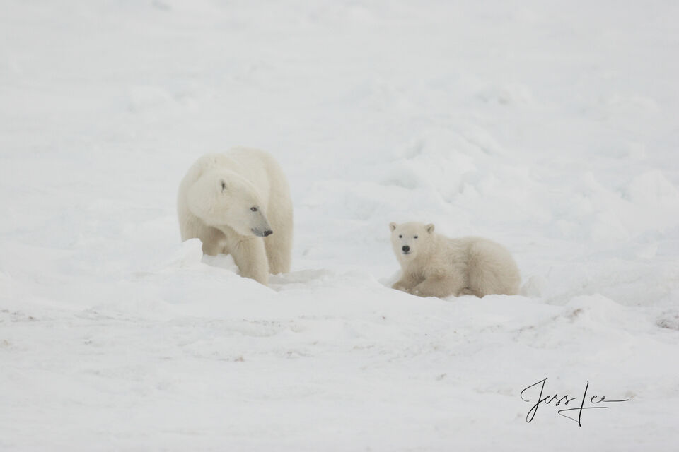 Polar Bear Pair print