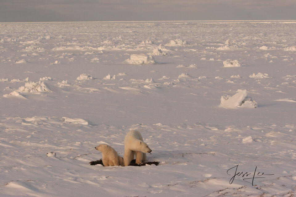 Polar Bear on the open ice Photo print