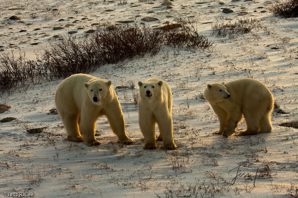 Guilty Polar Bear Trio print