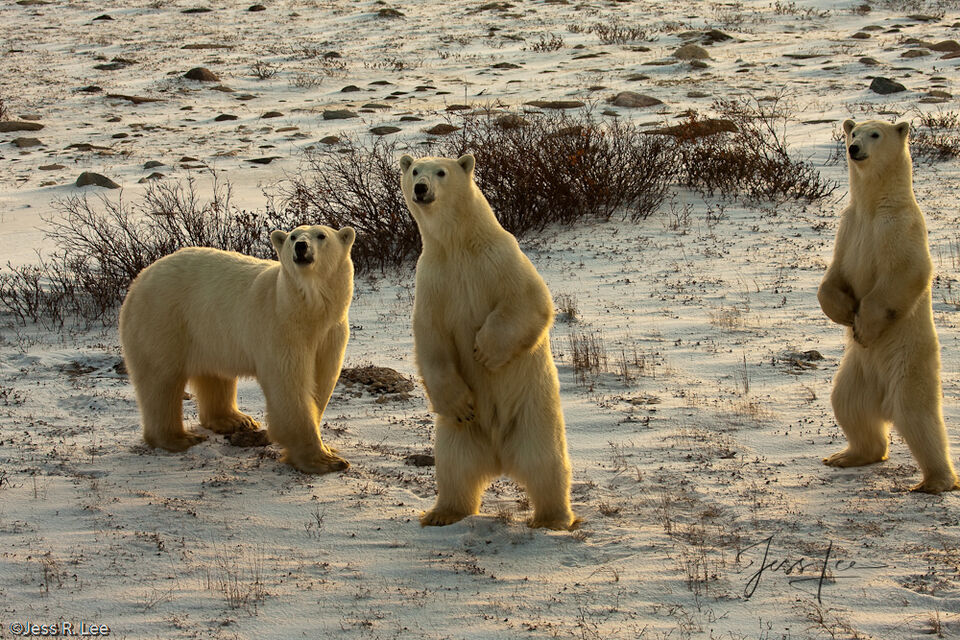 Polar Bear Triple Threat  print