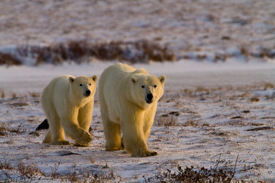 Polar Bears in step print