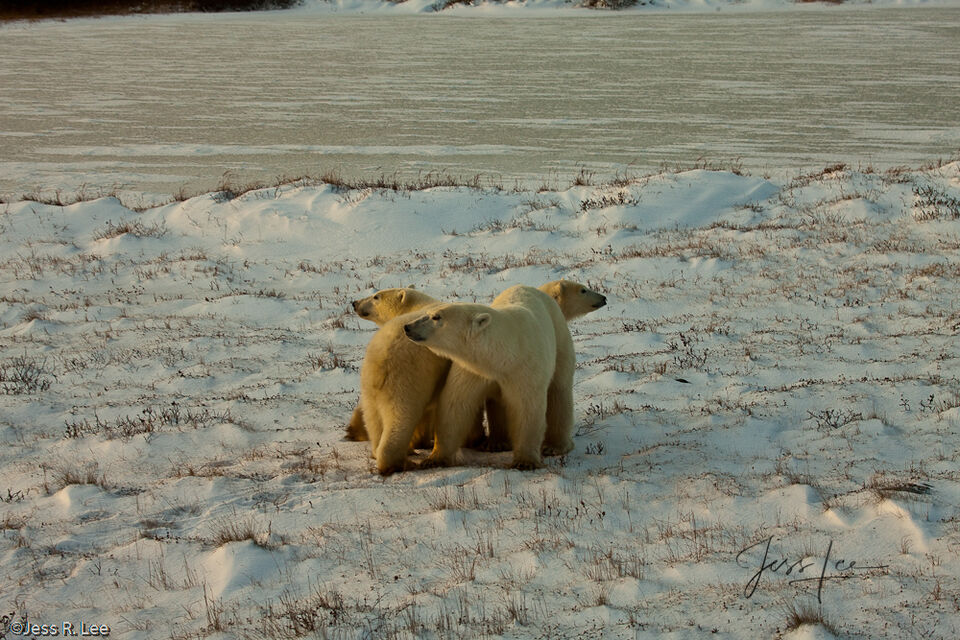 Polar Bears looking defensive  print
