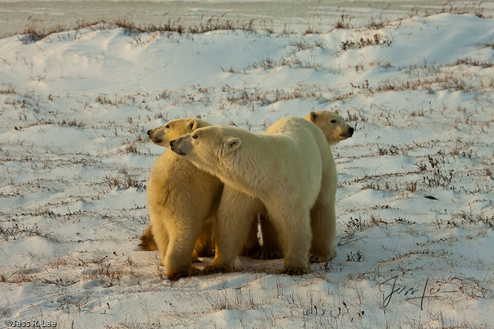 Polar Bear Family Photo print