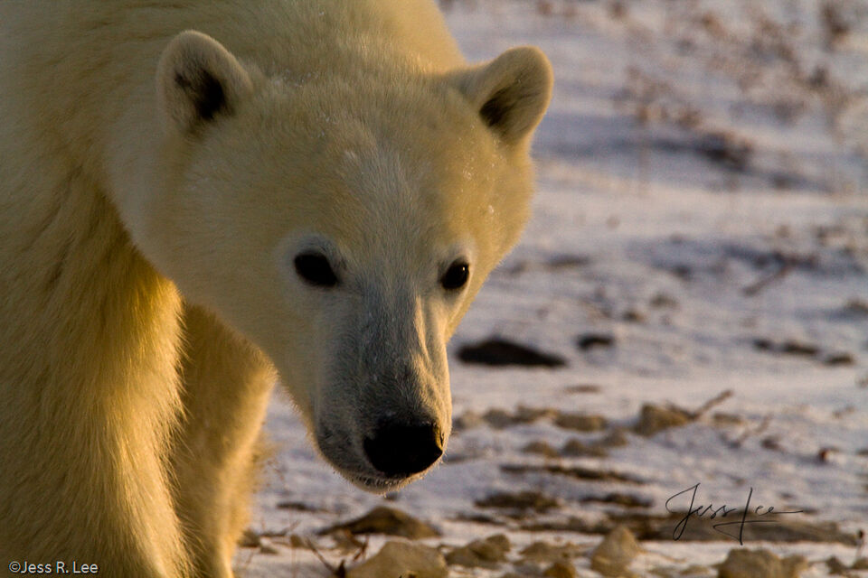 Curious Polar Bear print