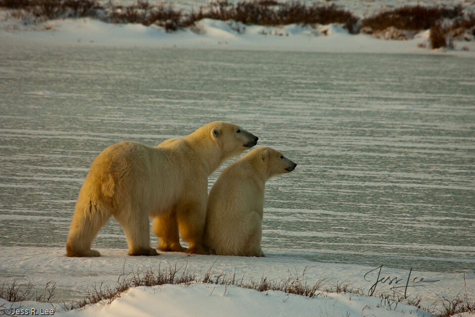 Polar Bear mom with cub print