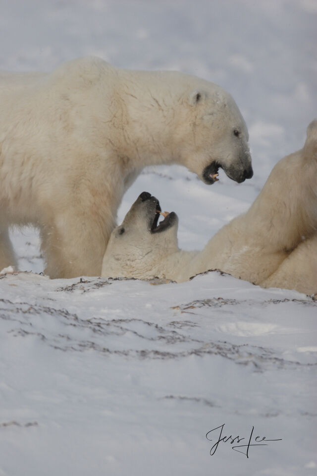 Polar Bear play Photo print