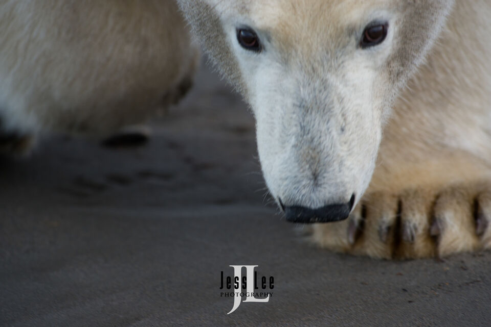 Polar Bear Closeup print