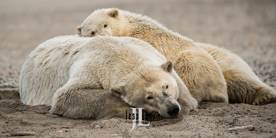 Sleeping Polar Bears  print