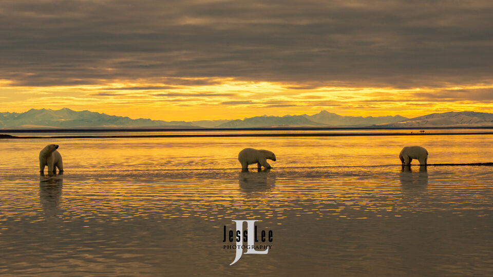 Three Polar Bears print