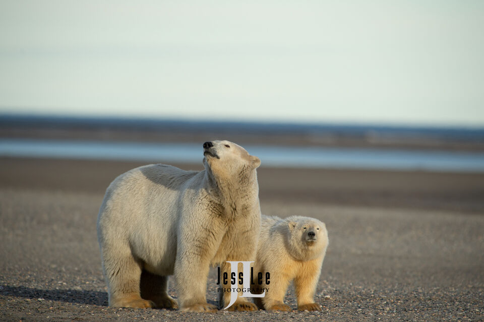 Polar Bear sow and cub print