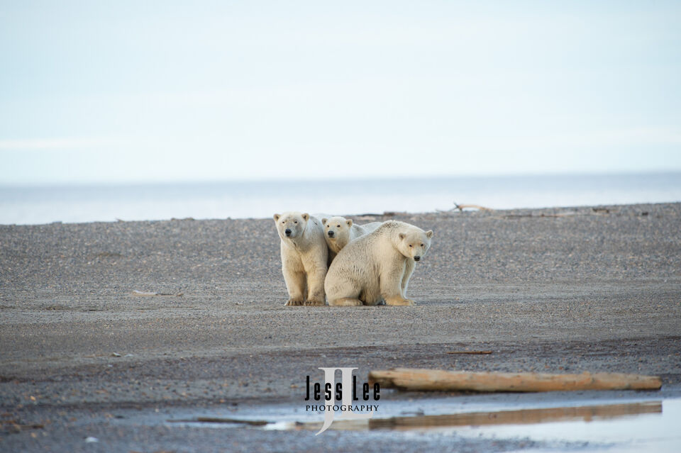 Polar Bear sow and cub print