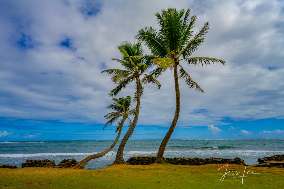 palm trees bending with the breeze