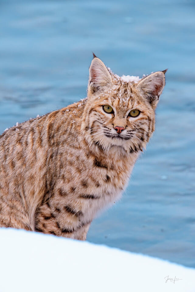 Bobcat on the Firehole River — Yellowstone Fine Art Print print