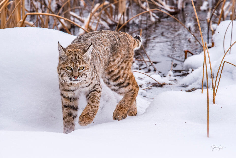 Bobcat in Riverside Reeds — Yellowstone Fine Art Print print