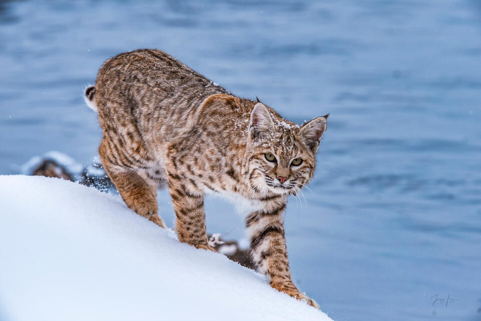 Bobcat Descending to the Firehole — Yellowstone Fine Art Print print