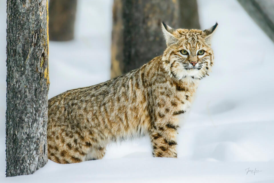 Forest Sentinel- Yellowstone Bobcat print