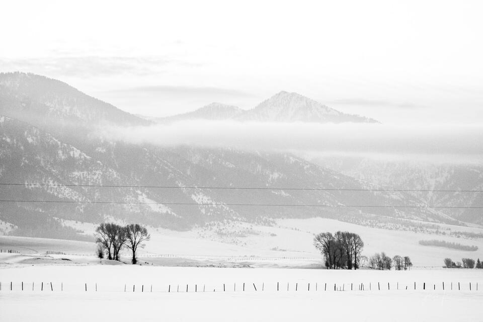 Swan Valley Winter print