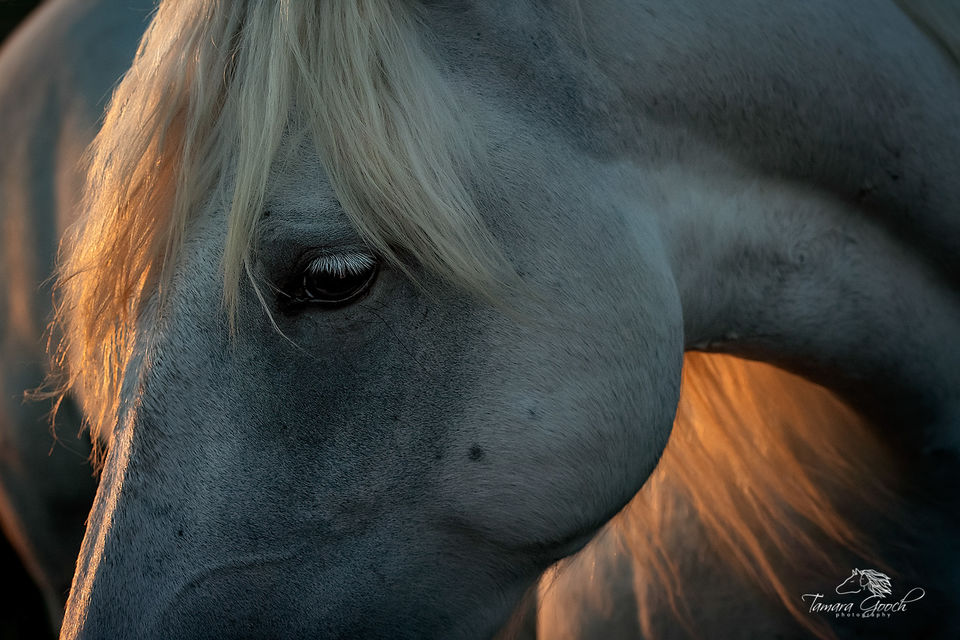 Camargue Horse Portrait FPW_7828 print