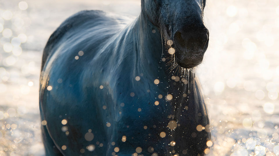 Camargue Horse in Bokeh Photo FPW_1339 print