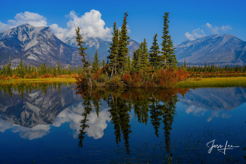 Athabasca Trees print