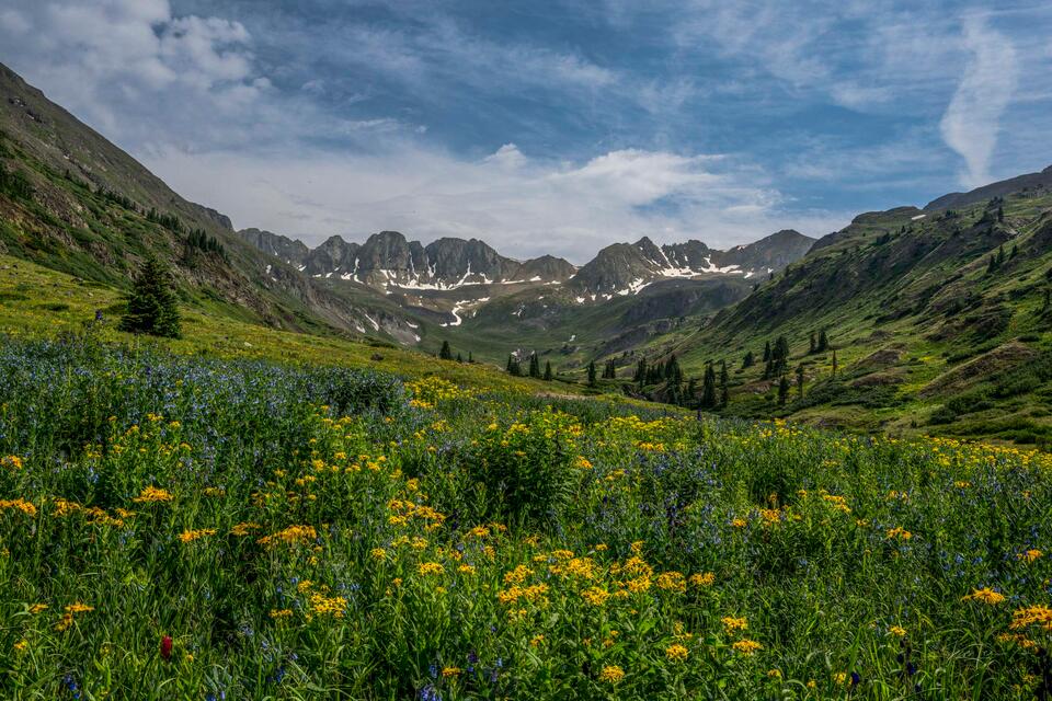 Alpine Yellow print