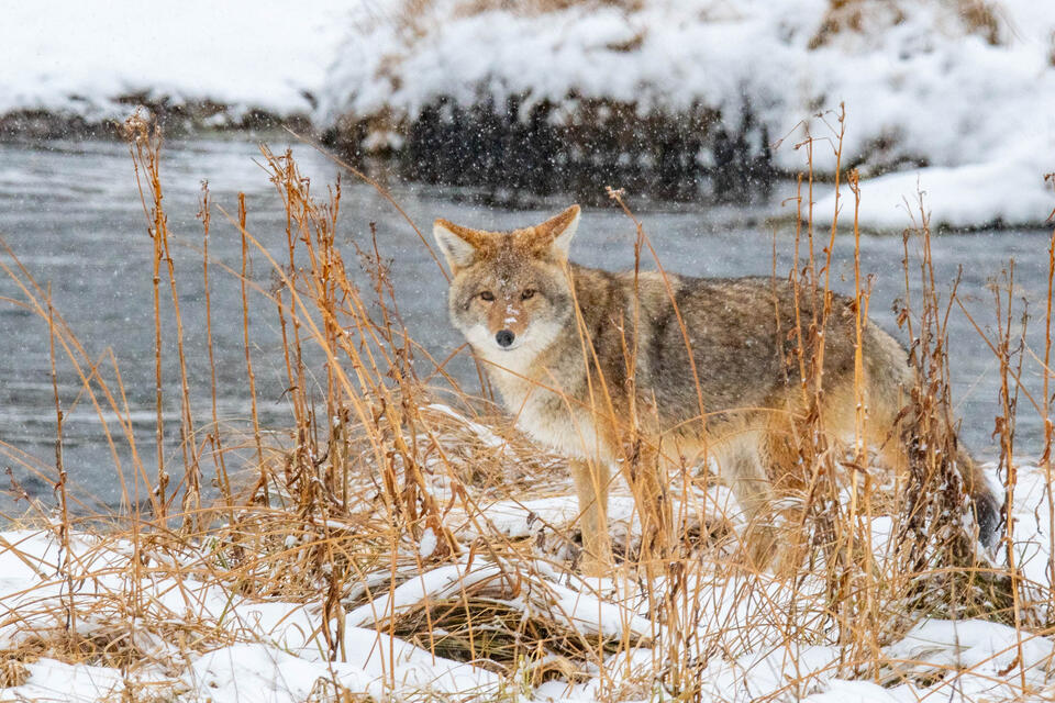 Riverside Coyote print