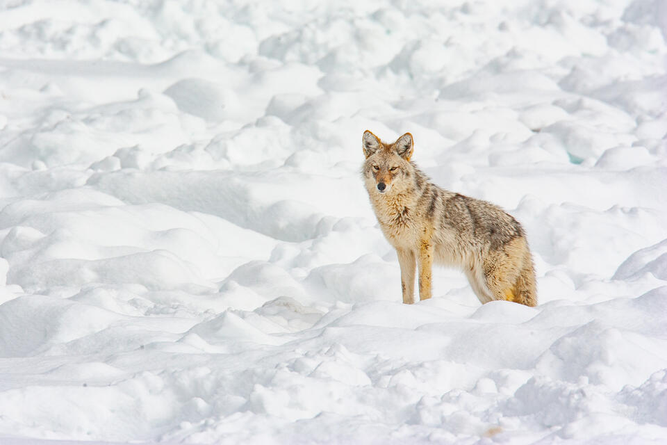 Coyote Photo 3 print