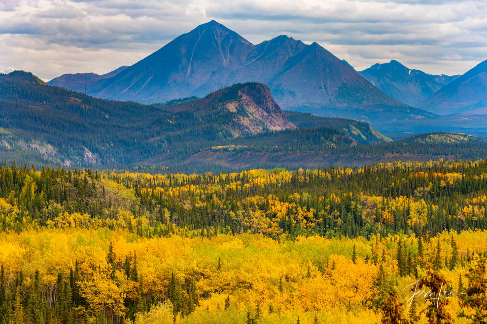 Vibrant yellow trees and evergreens covering Denali National Park's landscape. 