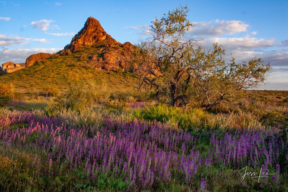 Desert Bloom  print