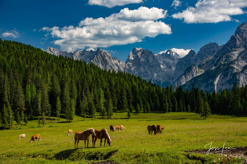 Dolomites and Haflingers print