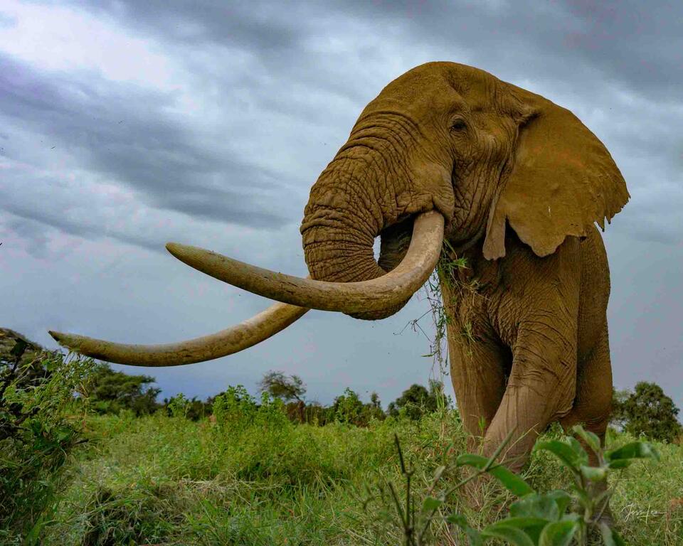 Super Tusker Just grabbing a snack
