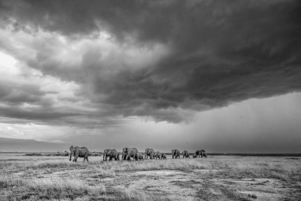 Homeward Bound print