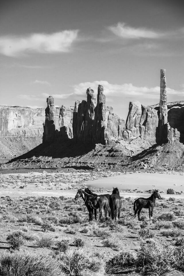 Navajo Ponies print