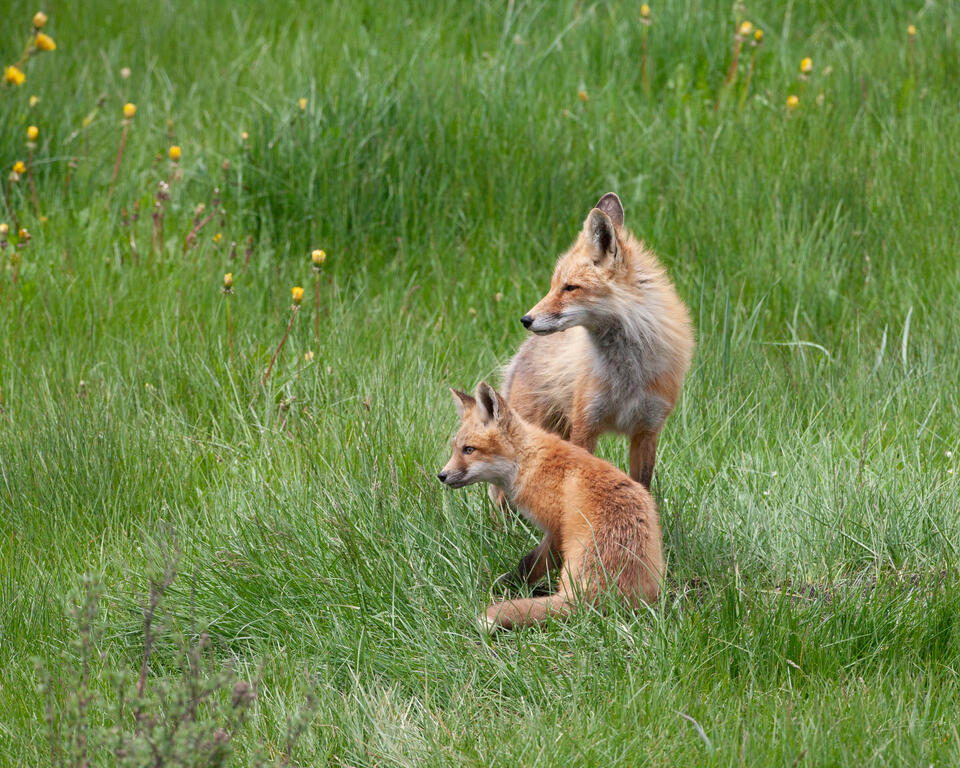 Fox-photo-5 print