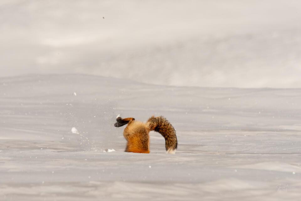 Fox-photo-28 print