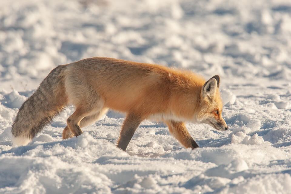 Fox-photo-15 print