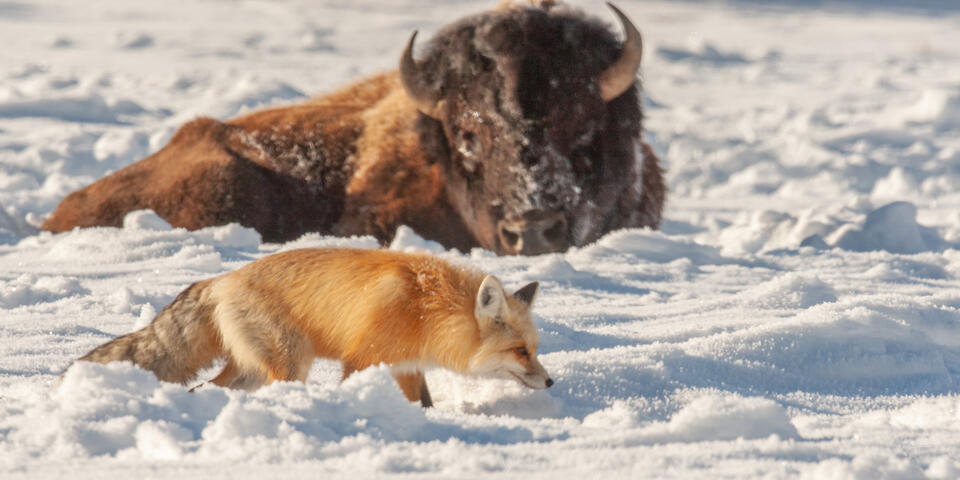 Fox-photo-11 print