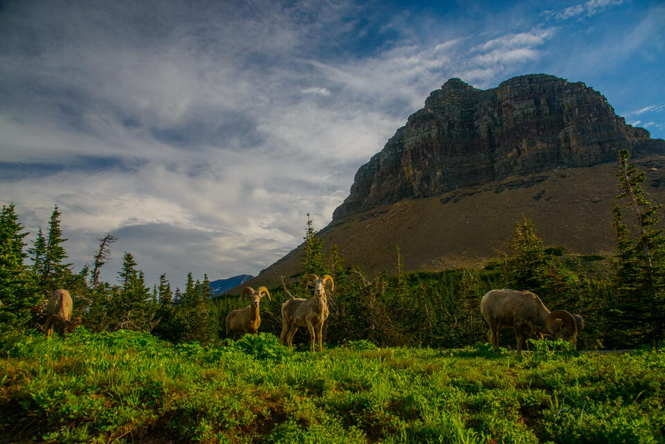Glacier Big Horn Sheep print