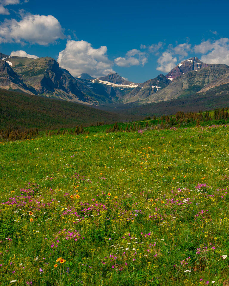 Summer Meadow print