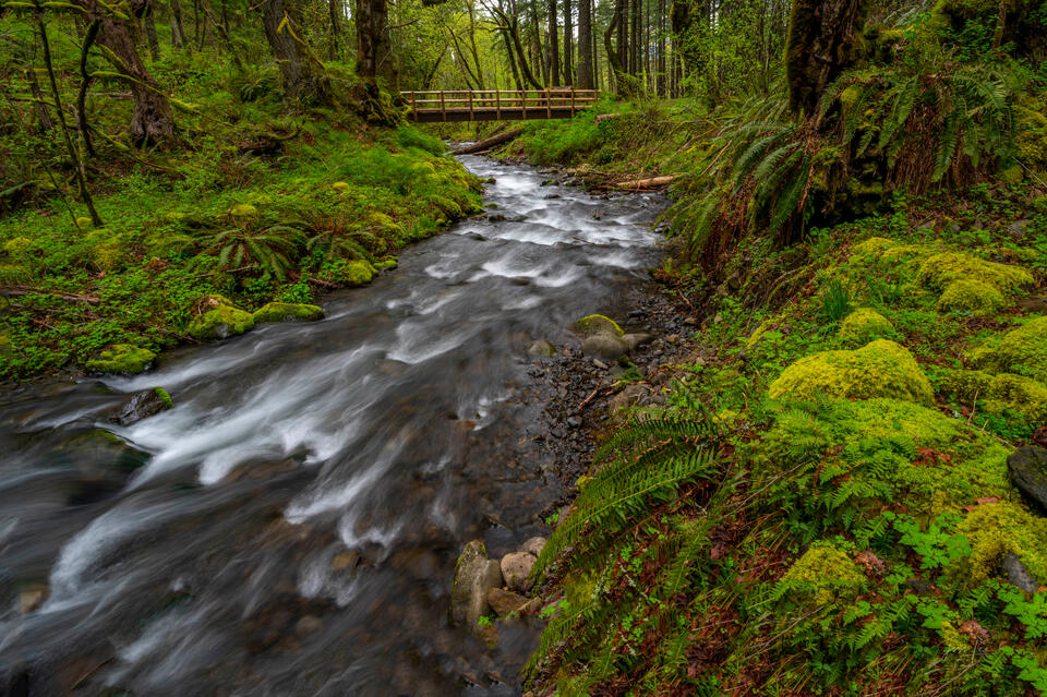 Forest Stream and Footbridge – Oregon Cascades print