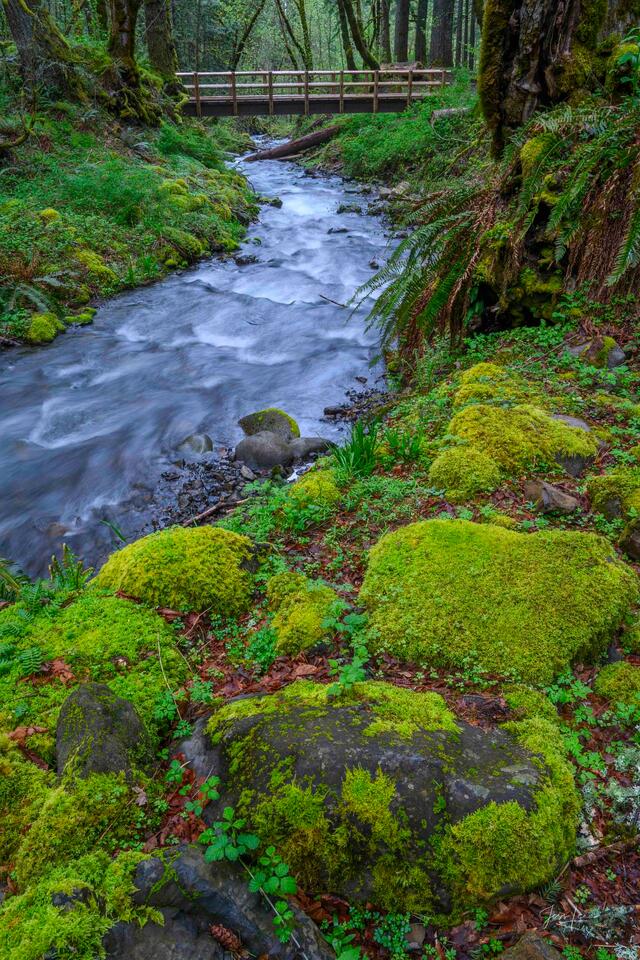 Forest Stream and Moss-Covered Boulders – Oregon Cascades print