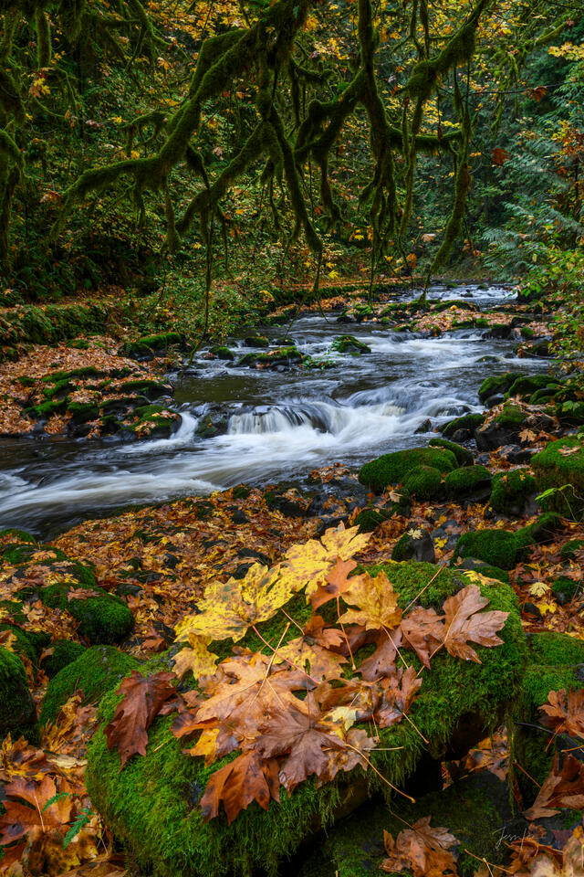 Cascade Autumn Stream Photography | Jess Lee Fine Art print