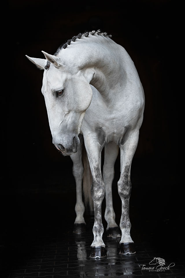 Grey Lusitano Horse Portrait BFOW_6626 print