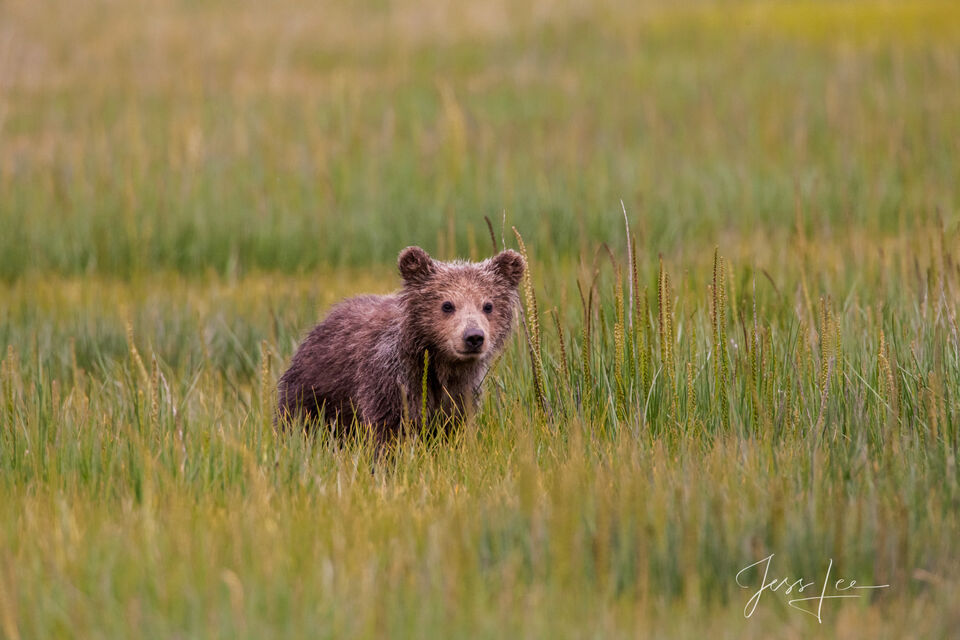 Lone Brown Bear Cub  print