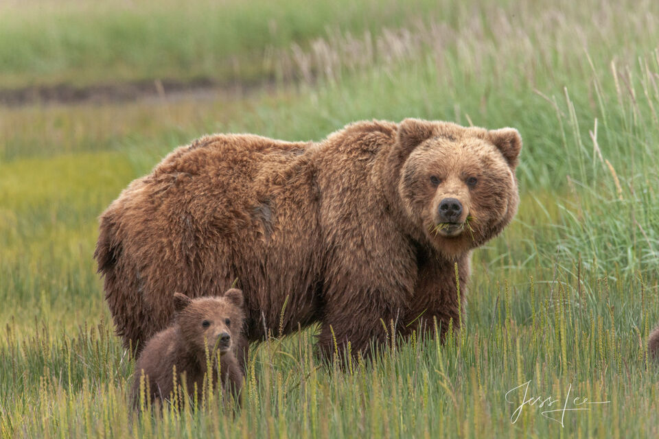 Brown Bear  and cub Photo 130 print