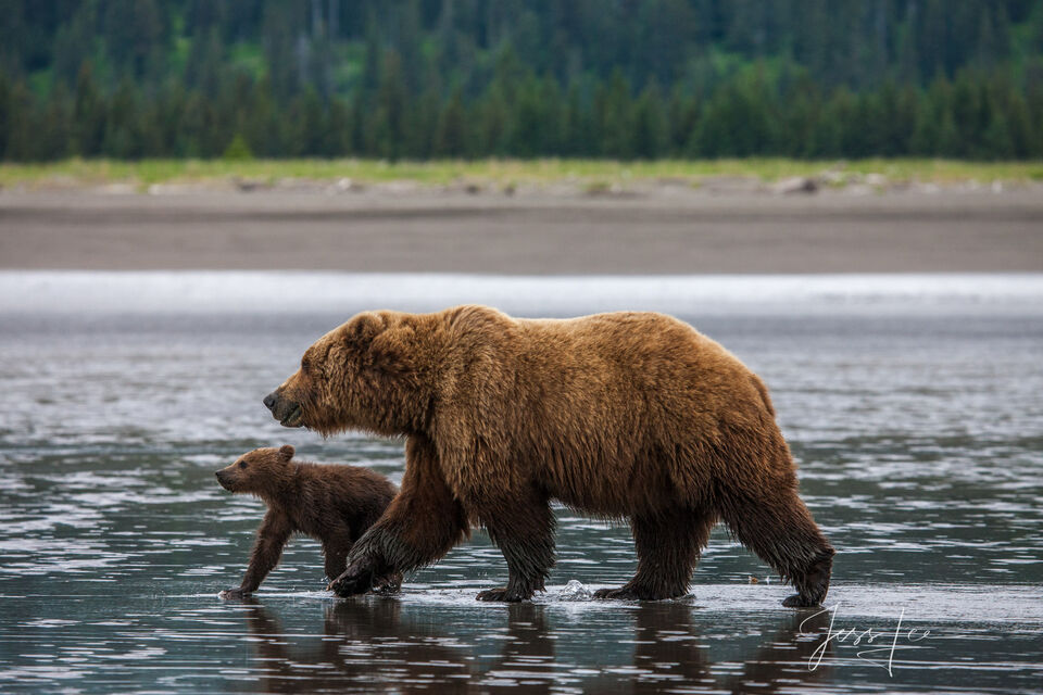 Brown Bear Photo 138 print