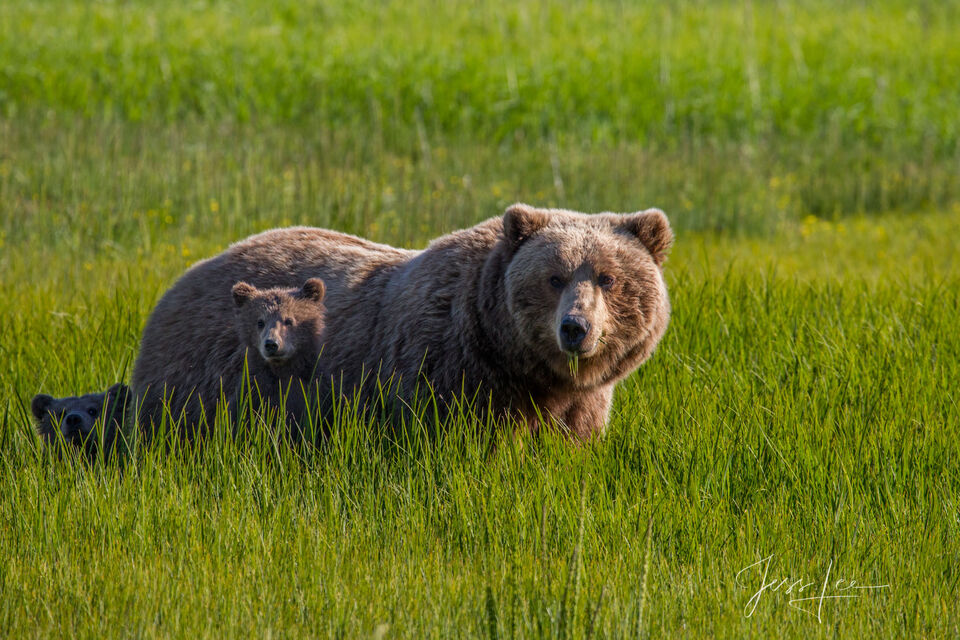 Brown Bear Mother and Cub in grass print