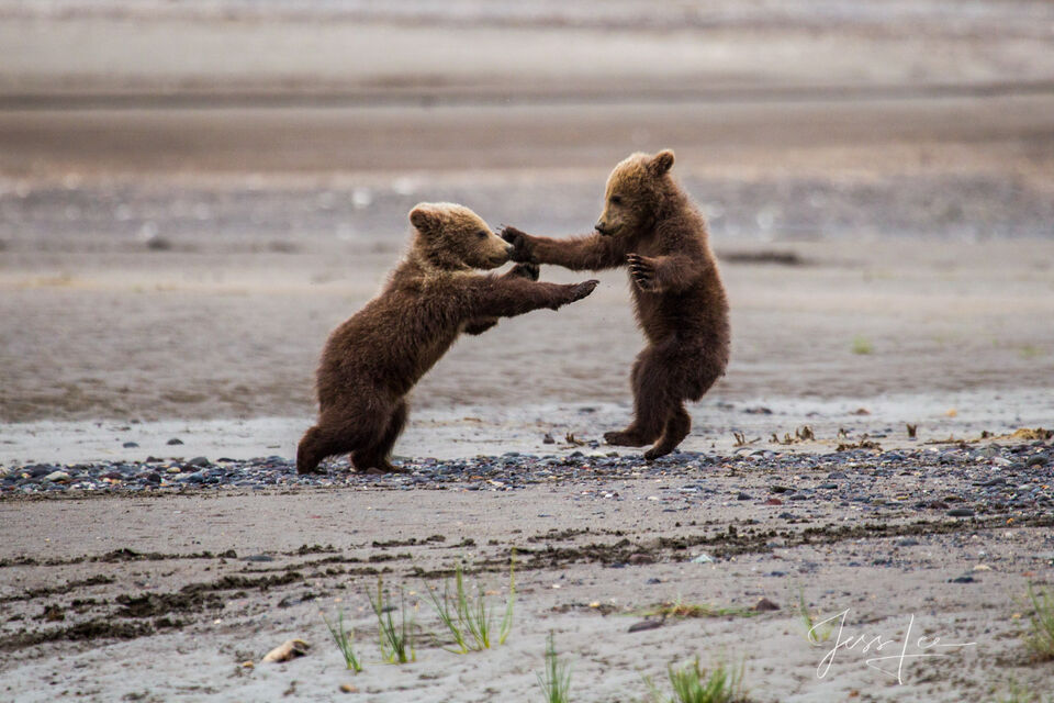 Grizzly Bear Cubs Fighting 161 print