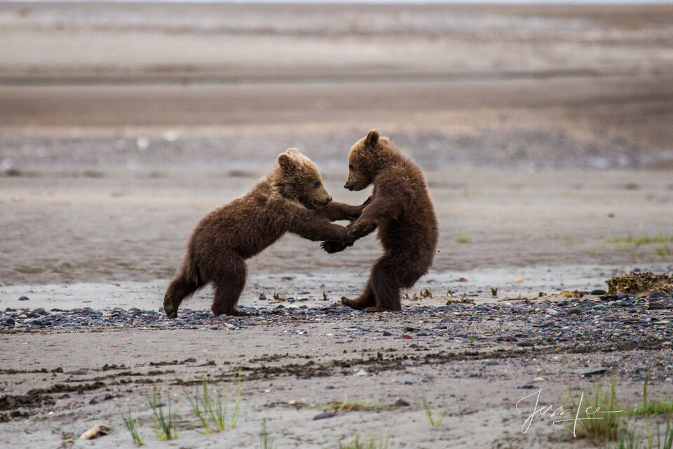 Brown Bear Photo 162 print