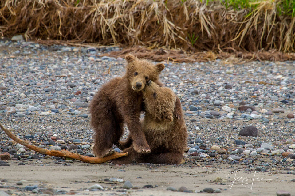 Brown Bear Cubs Playing Photo 177 print